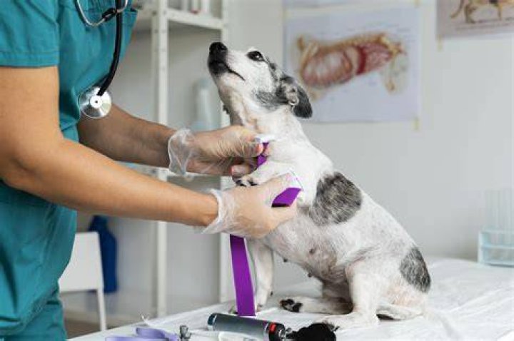 Blissfield's Premier Veterinary Care For Your Beloved Pets