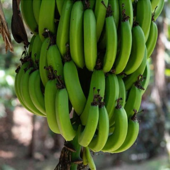 Discover Tropical Delights: Moriah Bananas For A Sweet Escape
