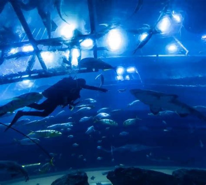 Dive Into The Unforgettable World Of The Milk Shark Tank