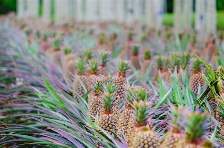 Essential Guide To Fertilizing Pineapples: A Comprehensive Guide