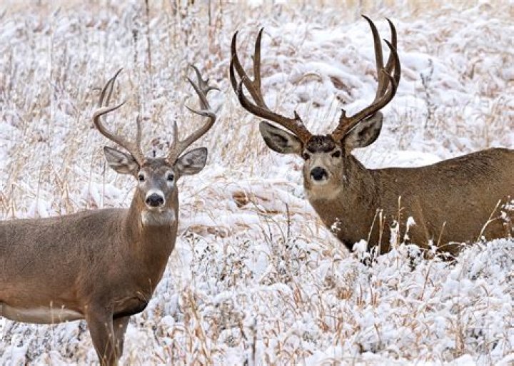 Exploring The Fascinating World Of Mule Deer Whitetail Hybrids