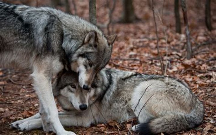 Exploring The Lifelong Bonds Of Wolves: Do Wolves Mate For Life?