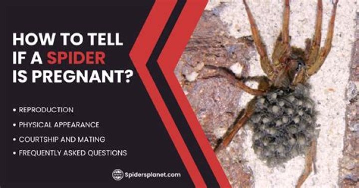 How To Know If Your Spider Is Pregnant: Signs To Look For