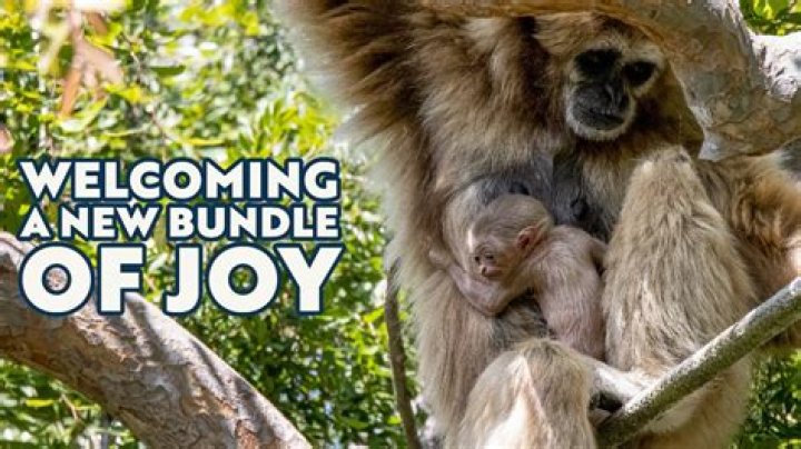 Jason Tatum Welcomes New Bundle Of Joy!