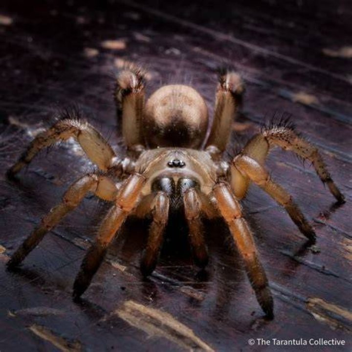 Meet The Stephen Colbert Tarantula: Unraveling The Secrets Of Aptostichus Stephencolberti