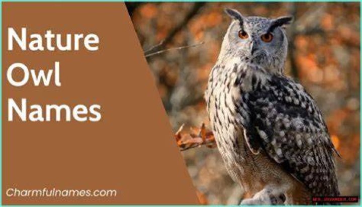 The Ultimate Guide To Owl Names: Discover The Perfect Name For Your Wise Companion