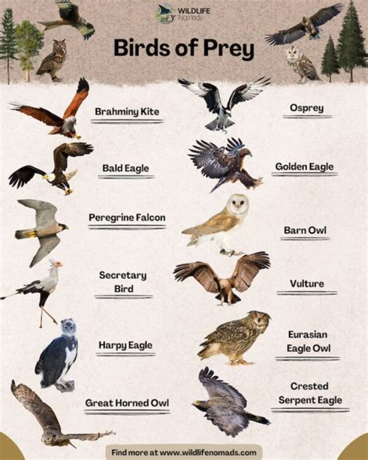 Unveiling The Mystery Of Birds Of Prey 2