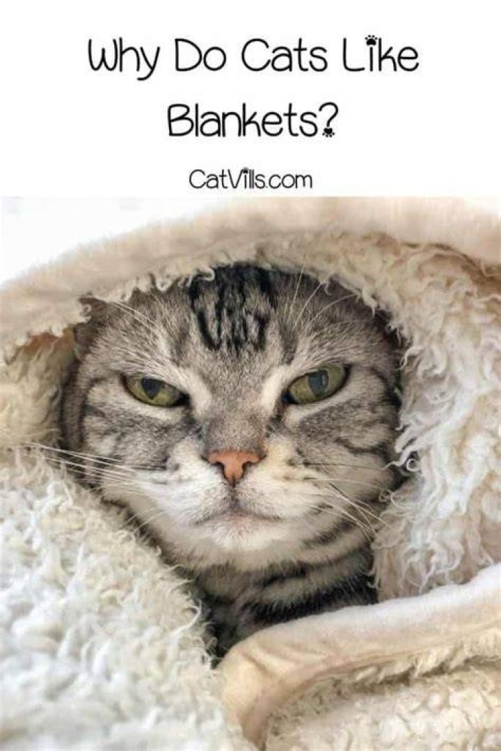 Why Cats Love Blankets: The Ultimate Cozy Comfort